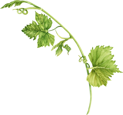 Grape branch with green leaves and tendrils isolated on transparent background. Hand drawn watercolor illustration