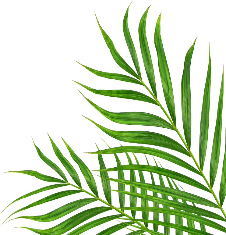 Green Leaves of Palm Tree Isolated on White Background